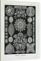 Navicula - Diatomea (Kunstformen der Natur), Ernst Haeckel - Foto op Canvas - 30 x 40 cm