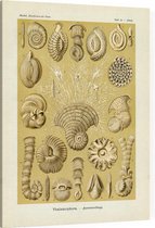 Miliola - Thalamophora (Kunstformen der Natur), Ernst Haeckel - Foto op Canvas - 30 x 40 cm