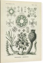 Farrea - Hexactinellae (Kunstformen der Natur), Ernst Haeckel - Foto op Canvas - 30 x 40 cm