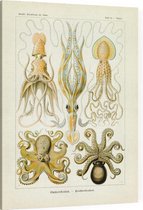 Octopus - Gamochonia (Kunstformen der Natur), Ernst Haeckel - Foto op Canvas - 45 x 60 cm