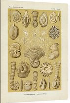 Miliola - Thalamophora (Kunstformen der Natur), Ernst Haeckel - Foto op Canvas - 75 x 100 cm