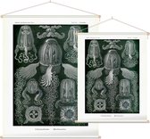 Charybdea - Cuhomedusae (Kunstformen der Natur), Ernst Haeckel - Foto op Textielposter - 60 x 80 cm