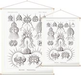 Elaphospyris - Spyroidea (Kunstformen der Natur), Ernst Haeckel - Foto op Textielposter - 45 x 60 cm