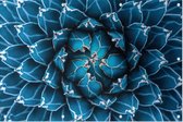 Close-up van de blauwe plant - Foto op Tuinposter - 60 x 40 cm