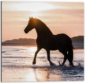 Dibond - Silhouet van Paard Sjokkend over Strand - 50x50cm Foto op Aluminium (Met Ophangsysteem)