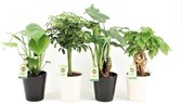 Tropische Kamerplanten Mix - Zwart Wit Keramiek Potjes - Set van 4 - Luchtzuiverend - Alocasia, Schefflera, Monstera, Radermachera