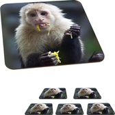 Onderzetters voor glazen - Fruit etende kapucijnaap in Costa Rica - 10x10 cm - Glasonderzetters - 6 stuks