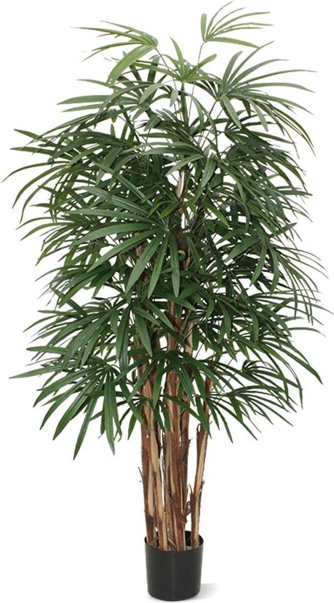 Raphis palm 160cm
