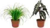 Set van 2 Kamerplanten - Alocasia Polly & Cyperus Zumula - ±  30cm hoog - 12cm diameter