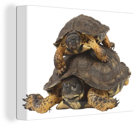 Peintures sur toile - Mère tortue avec son enfant - 120x90 cm - Décoration murale