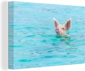 Tableau sur toile Cochon - Water - Blauw - 150x100 cm - Décoration murale
