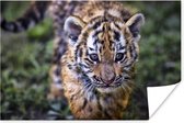 Close-up van een baby tijger poster papier 90x60 cm - Foto print op Poster (wanddecoratie woonkamer / slaapkamer) / Wilde dieren Poster