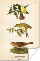 Poster Antieke vogelprent vogelsoorten - 20x30 cm