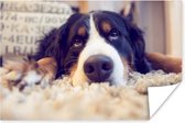 Berner se trouve sur un tapis moelleux Poster 90x60 cm - Tirage photo sur Poster (décoration murale salon / chambre) / Poster Animaux domestiques