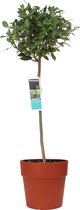 Laurus nobilis (bol op stam) in ELHO Vibia sierpot voor buiten ↨ 120cm - hoge kwaliteit planten