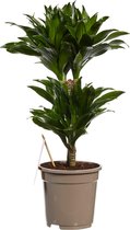 Dracaena Compacta ↨ 60cm - planten - binnenplanten - buitenplanten - tuinplanten - potplanten - hangplanten - plantenbak - bomen - plantenspuit