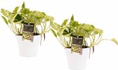 Duo Scindapsus Marble Queen met potten Anna White ↨ 15cm - 2 stuks - hoge kwaliteit planten