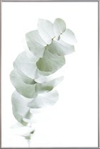 JUNIQE - Poster met kunststof lijst Eucalyptus White 1 -40x60 /Groen &