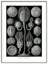 Callocystis - Cystoidea (Kunstformen der Natur), Ernst Haeckel - Foto op Akoestisch paneel - 60 x 80 cm