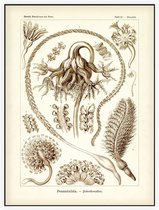 Pennatula - Pennatulida (Kunstformen der Natur), Ernst Haeckel - Foto op Akoestisch paneel - 90 x 120 cm