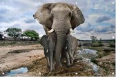 Moeder olifant met jongen - Foto op Tuinposter - 225 x 150 cm