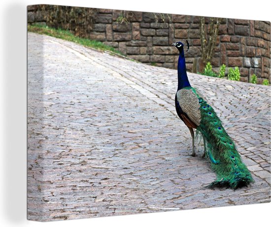 Paon marche dans une rue Toile 30x20 cm - petit - Tirage photo sur toile (Décoration murale salon / chambre)