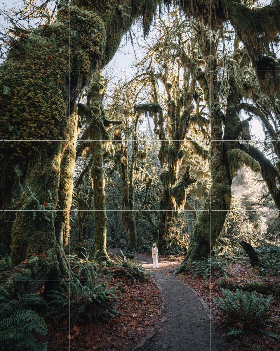 IXXI Rainforest, Tristan Zhou - 80 x 100 cm - Gratis ophangtool - Grote wanddecoratie en posters - Naturalisme, Fotografie, Woonkamer, Slaapkamer