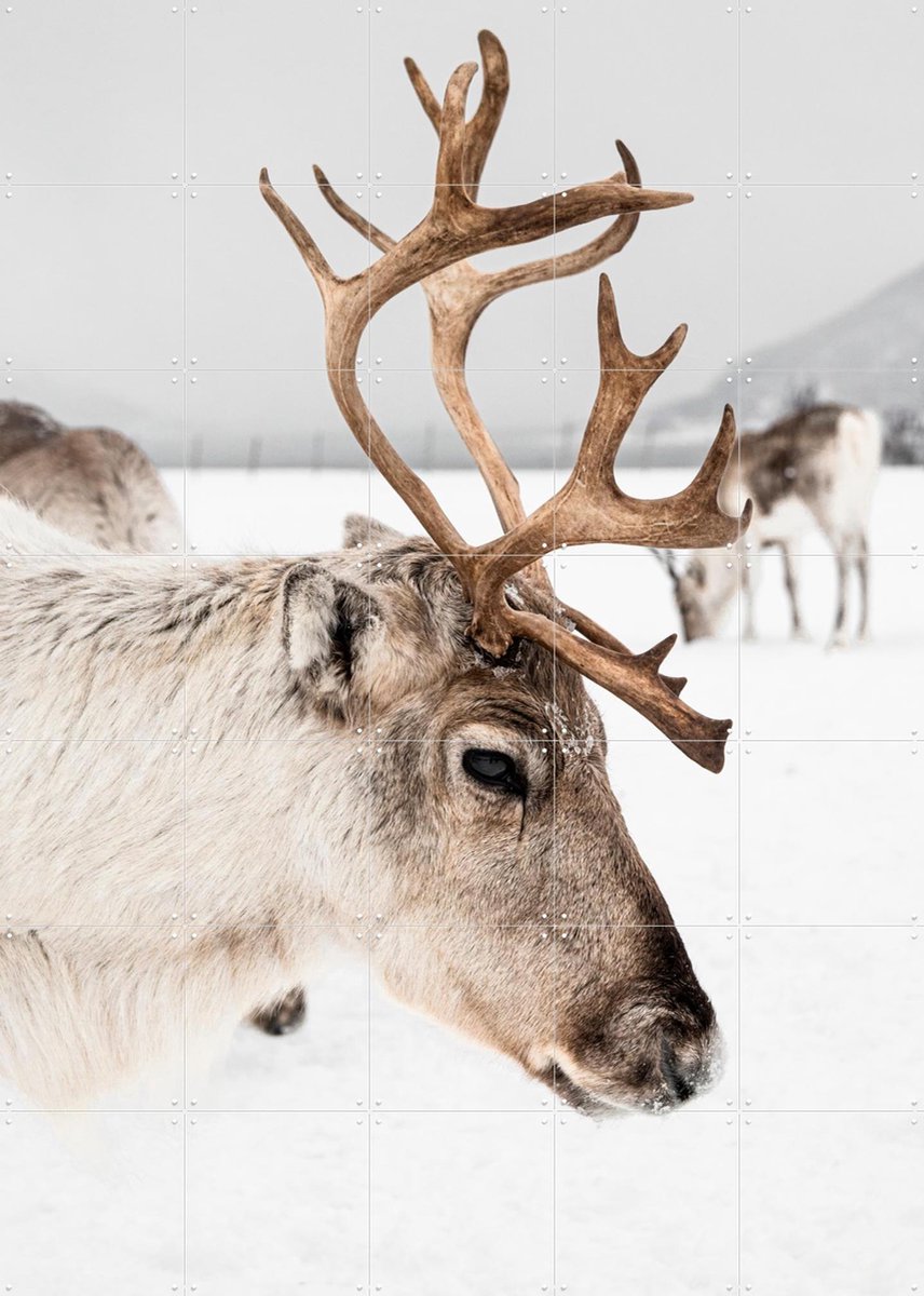 IXXI Reindeer in Norway, Henrike Schenk - 100 x 140 cm - Gratis ophangtool - Grote wanddecoratie en posters - Minimalisme, Fotografie, Naturalisme