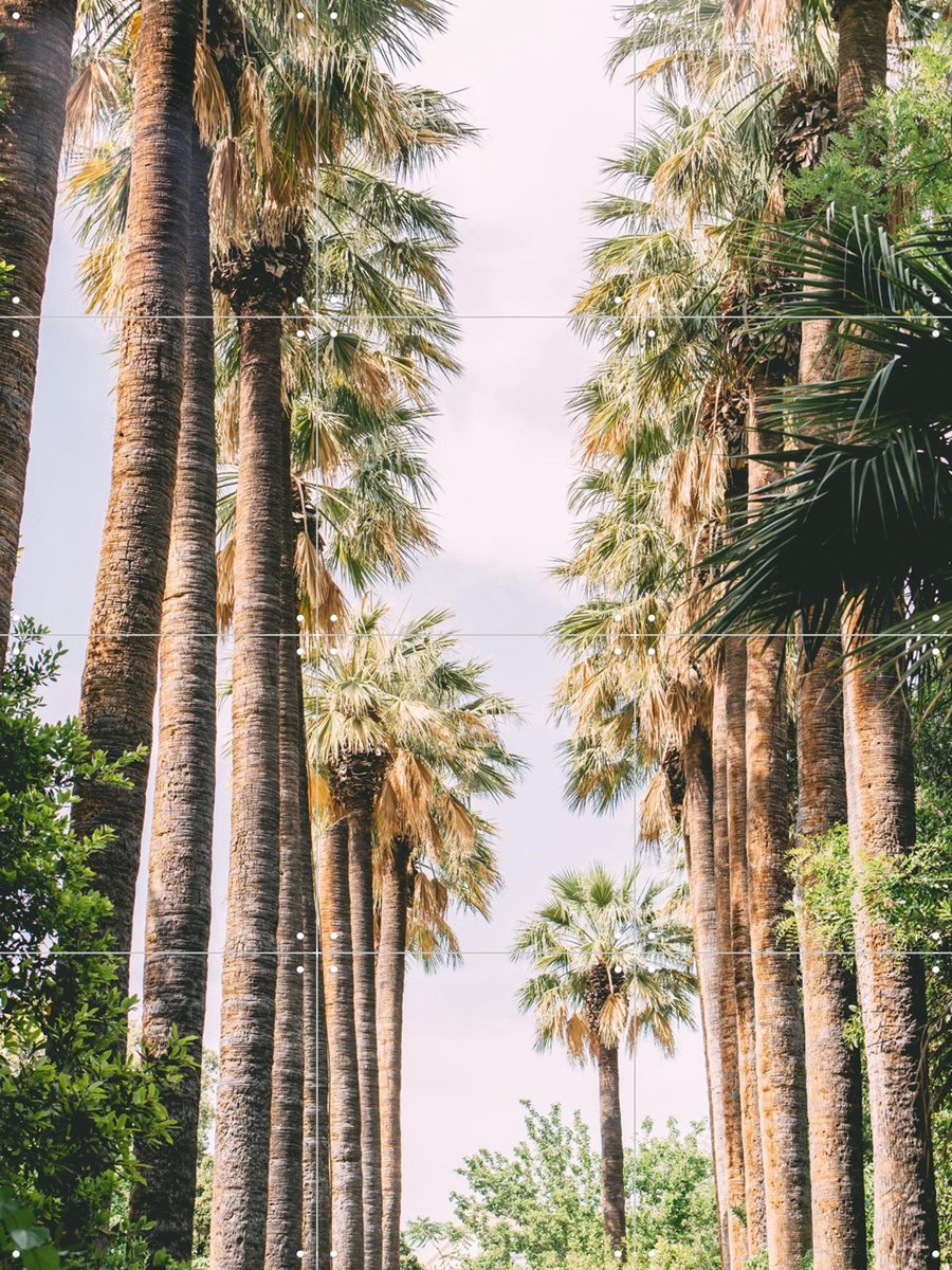 IXXI Palm Tree Lane, Pati Photography - 60 x 80 cm - Gratis ophangtool - Grote wanddecoratie en posters - Fotografie, Slaapkamer, Woonkamer, Gang