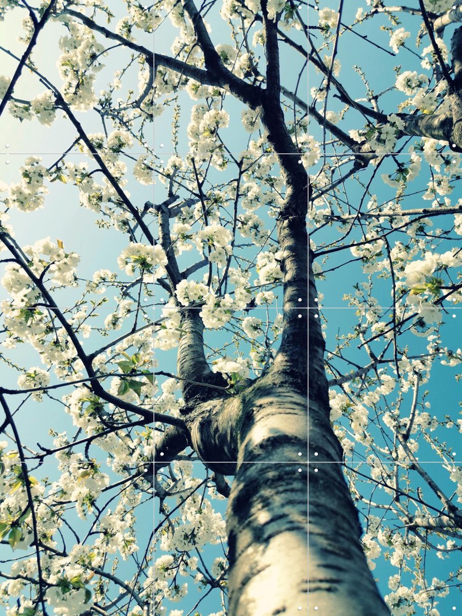 IXXI Under the Cherry Tree, Angelo Cerantola - 60 x 80 cm - Gratis ophangtool - Grote wanddecoratie en posters - Fotografie, Slaapkamer, Woonkamer
