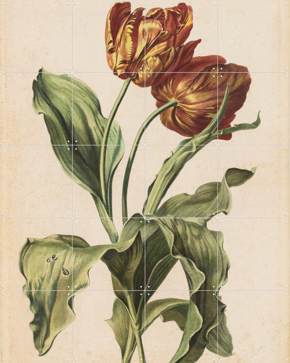 IXXI Tulpen, Gerard van Spaendonck & Het Noordbrabants Museum - 80 x 100 cm - Gratis ophangtool - Grote wanddecoratie en posters - Illustraties