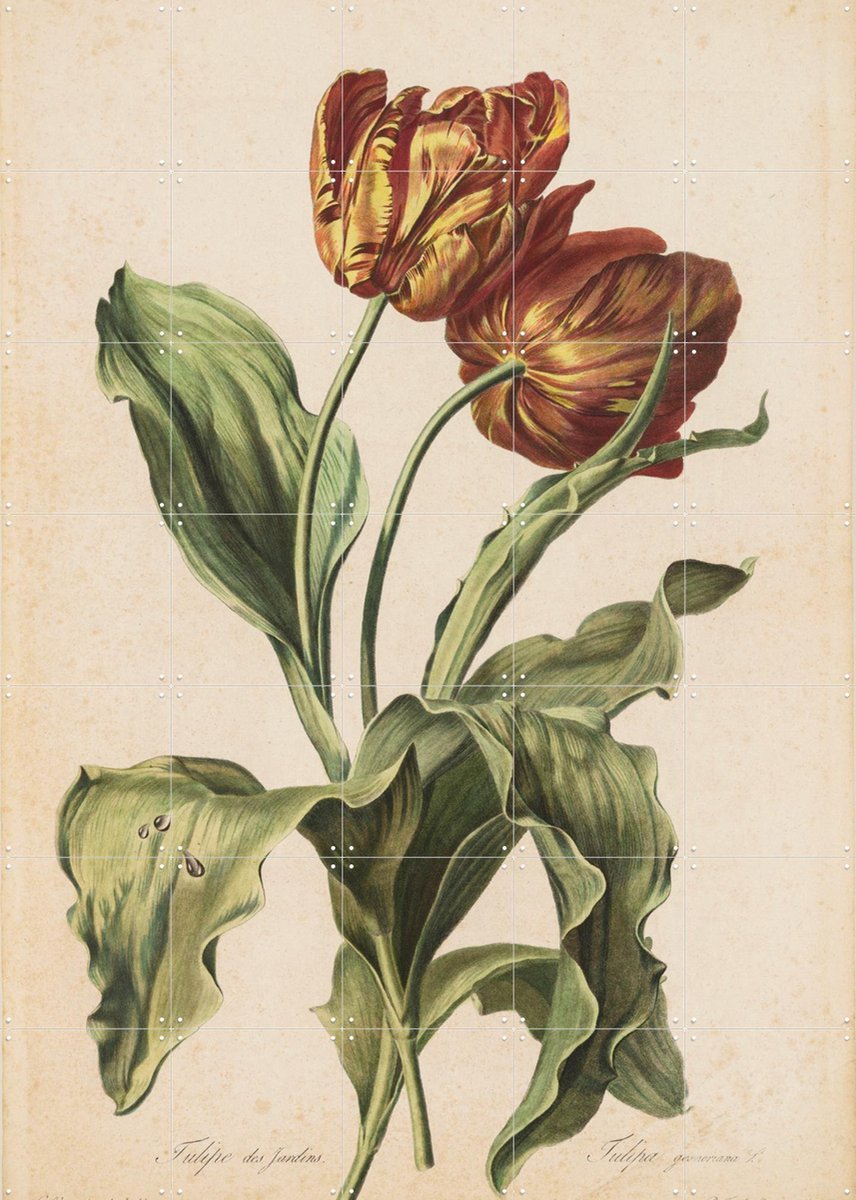 IXXI Tulpen, Gerard van Spaendonck & Het Noordbrabants Museum - 100 x 140 cm - Gratis ophangtool - Grote wanddecoratie en posters - Illustraties