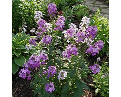 Bloomique - Set van 6 - Hesperis Matronalis ‘Violet’ - Damastbloem - Rijkbloeiend - Winterhard - Vaste plant - Geurend - 10-20 cm hoog - Pot 9 cm