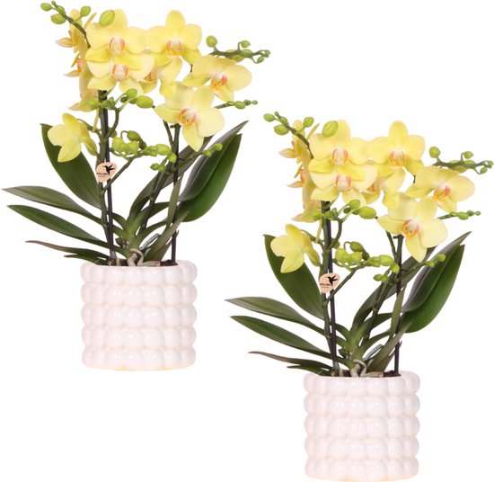 Kolibri Company | Plantenset Poppy White Yellow | Gele Albenga orchidee incl. keramieken sierpotten – potmaat Ø9 cm