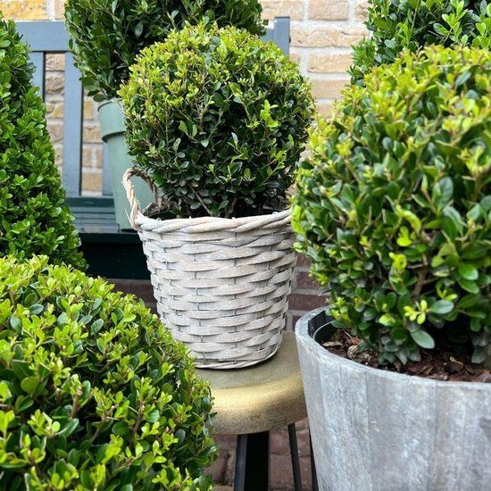 Set van 2 Bolvormige Japanse Hulst (Ilex crenata) in Houten Pot - Wintergroene Buxusvervanger - 20 cm van Merkloos	 — afbeelding 3