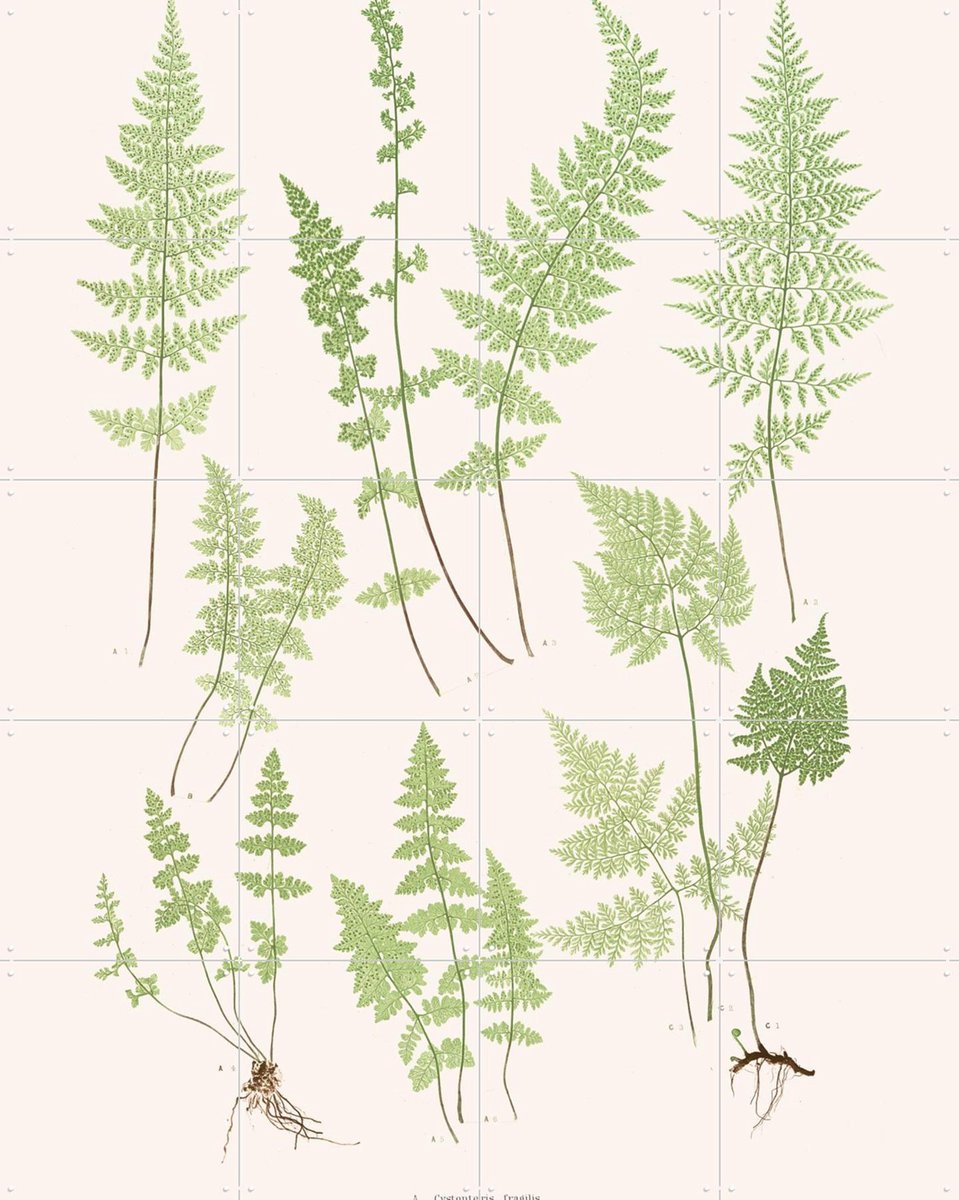 IXXI Ferns, Aster Edition - 80 x 100 cm - Gratis ophangtool - Grote wanddecoratie en posters - Vintage, Illustraties, Planten, Natuur, Botanisch