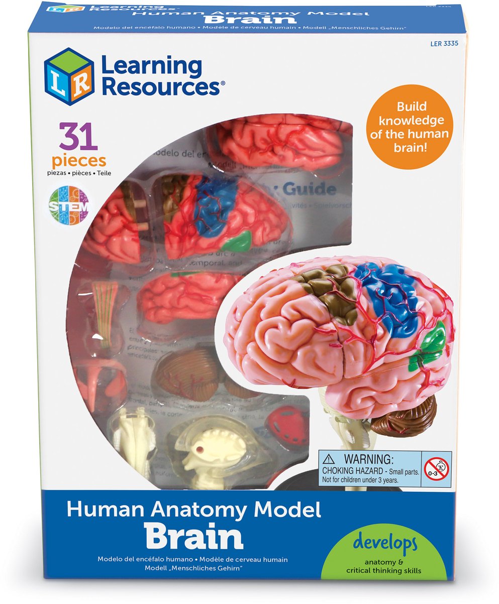 Learning Resources anatomy model - brain - 3+