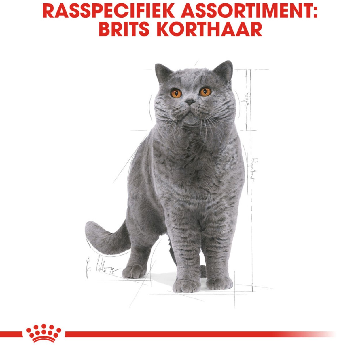 Royal Canin British Shorthair - speciaal voer voor spieren & tandgezondheid thumbnail 3