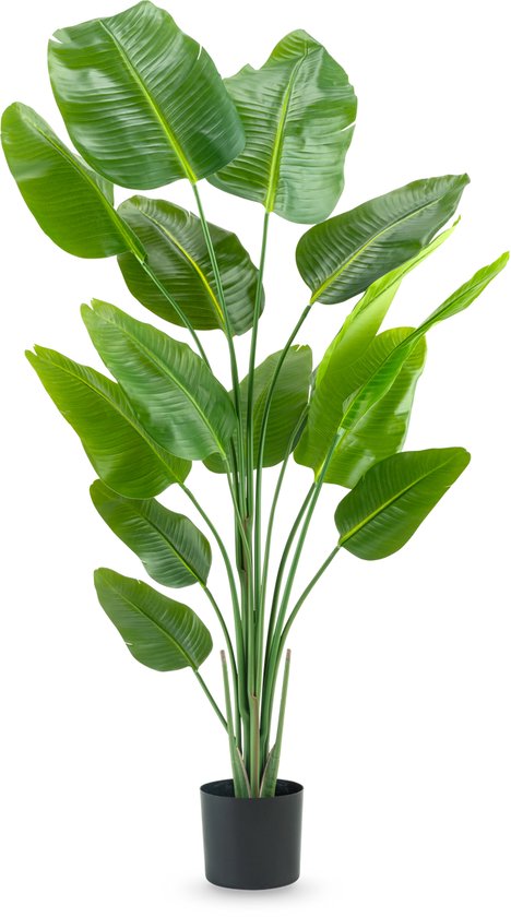 Kunstplant Fittonia wit/groen ( 3 stuks