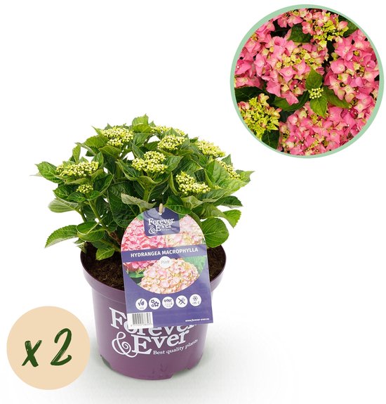Green boutiQ - Terrasplant - Hortensia - Hydrangea Forever & Ever - Roze - 7-12...