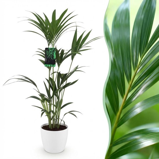 Montage van een groene kamerplant in witte pot en een close-up van een groen palmblad.