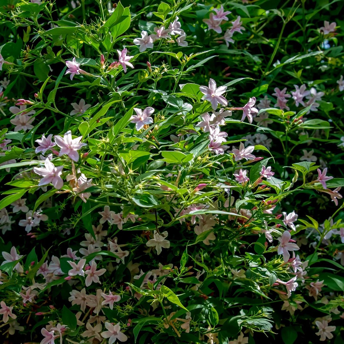Set van 4 Chinese Jasmijn - Jasminum stephanense - Lichtroze bloem - 9cm pot