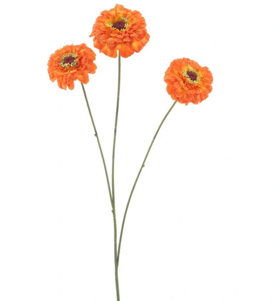 Erutan avon - Zinnia elegans spray orange 60 cm
