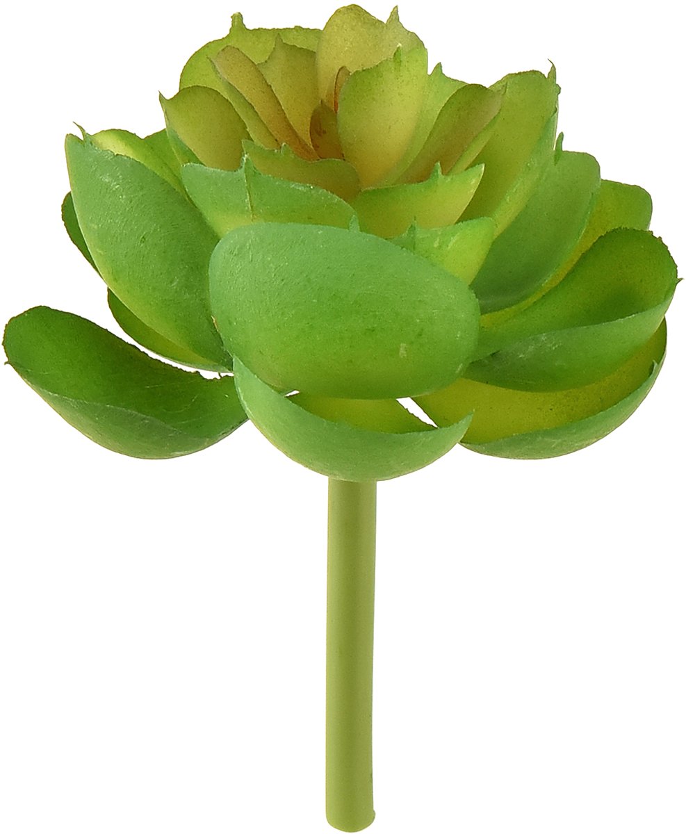 Viana Echeveria Kunstmatige Vetplanten Groen Ø7cm 6 stuks, 6 Stück groente