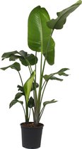 Bol.com Kamerplant - Strelitzia Nicolai - Paradijsvogelplant - ± 160cm hoog - 24cm diameter - in kweekpot aanbieding