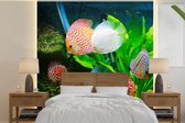 Behang - Fotobehang Vissen in een aquarium - Breedte 240 cm x hoogte 240 cm