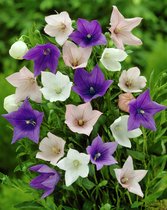 30x Vaste planten 'Platycodon grandiflorus mixed'  - BULBi® bloembollen en planten met bloeigarantie