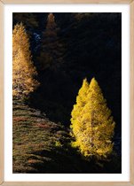 Poster Met Eiken Lijst - Larch Trees Poster