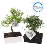 Bonsai van Botanicly – 2 × Bonsai Mix – Hoogte: 25 cm