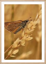 Poster Met Eiken Lijst - Lepidoptera Poster